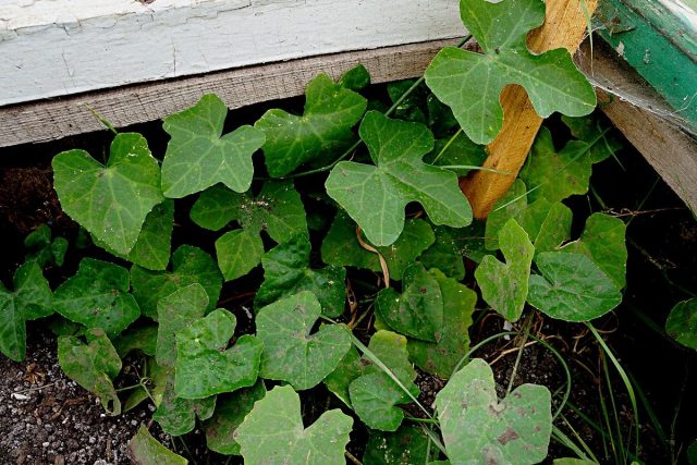 Кокциния (Coccinia indica, Coccinia grandis) Кокциния (Coccinia indica, Coccinia grandis)