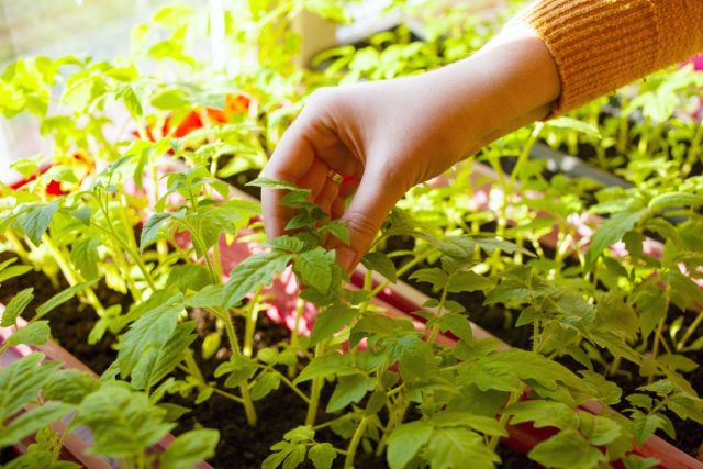 С высокорослых сортов томата «нащипывается» 3-4 пасынка, плюс укоренённая макушка и само маточное растение