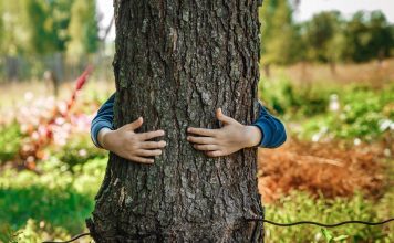 Какие деревья помогают нам сохранить здоровье? Какие деревья помогают нам сохранить здоровье?