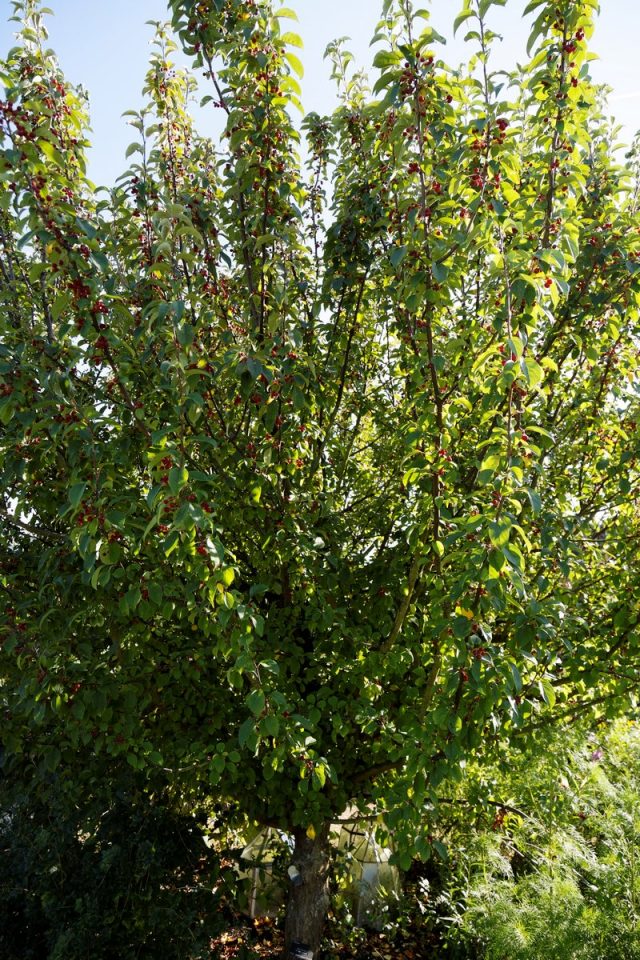 Сибирская ягодная яблоня (Malus baccata var. Sibirica, Malus pallasiana, Malus sibirica) Сибирская ягодная яблоня (Malus baccata var. Sibirica, Malus pallasiana, Malus sibirica)