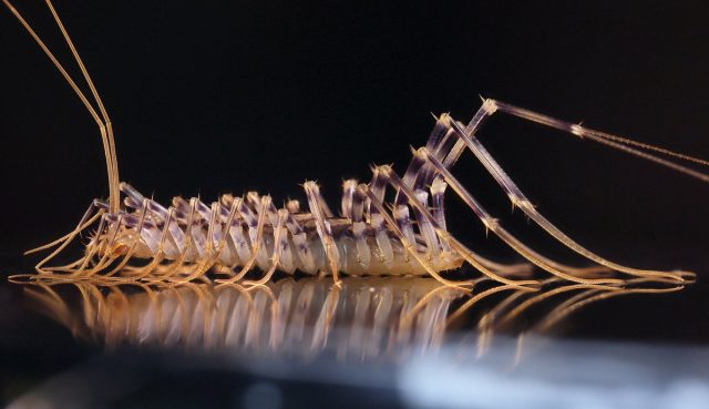 Скутигера (Scutigera coleoptrata) Скутигера (Scutigera coleoptrata)
