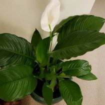 Спатифиллум обильноцветущий (Spathiphyllum floribundum) 