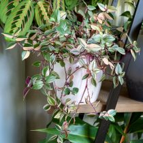 Традесканция приречная, или Флуминенсис (Tradescantia fluminensis), «Триколор» (Tricolor) Традесканция приречная, или Флуминенсис (Tradescantia fluminensis), «Триколор» (Tricolor)