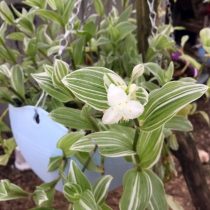 Традесканция приречная, или Флуминенсис (Tradescantia fluminensis), сорт «Альбовиттата» (Albovittata) Традесканция приречная, или Флуминенсис (Tradescantia fluminensis), сорт «Альбовиттата» (Albovittata)