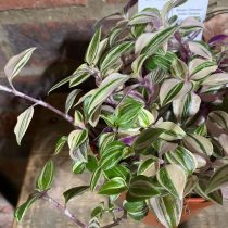 Традесканция приречная, или Флуминенсис (Tradescantia fluminensis), сорт «Квадриколор» (Quadricolor) Традесканция приречная, или Флуминенсис (Tradescantia fluminensis), сорт «Квадриколор» (Quadricolor)