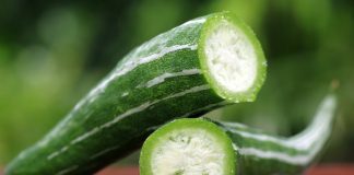 Трихозант — экзотический «огурец» со вкусом сладкой редиски