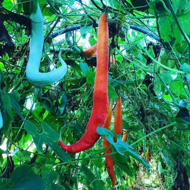 Трихозант (Trichosanthes) Трихозант (Trichosanthes)