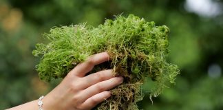 Удивительный мох сфагнум — как заготовить и использовать?