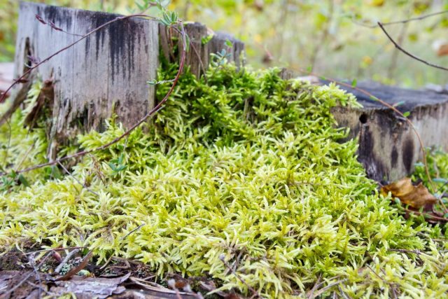 Мох сфагнум (Sphagnum) Мох сфагнум (Sphagnum)