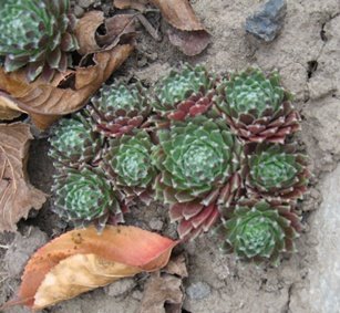 №2 реснитчатое бордовое