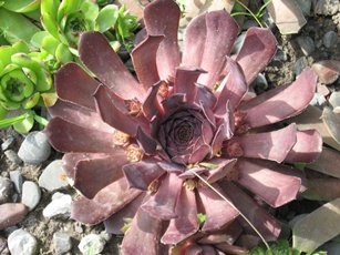 №4 Ярко-розовое