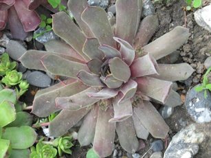 №7 Землисто-серое