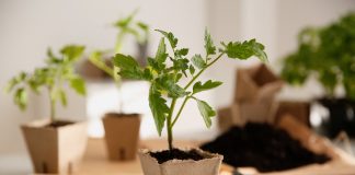 10 ошибок, которые погубят вашу рассаду томатов