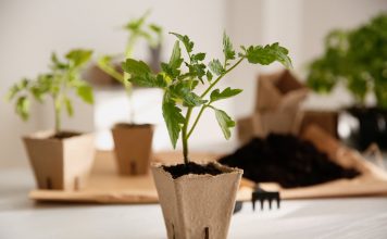 10 ошибок, которые погубят вашу рассаду томатов