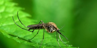15 интересных фактов о комарах, которые вас удивят