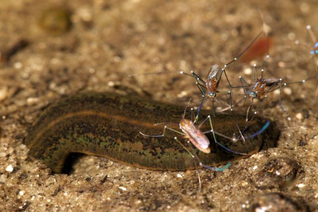 Уранотения (Uranotaenia sapphirina) Уранотения (Uranotaenia sapphirina)
