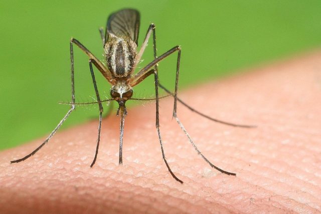 Строение комариного хоботка вдохновило ученых на создание менее болезненных игл для подкожных инъекций