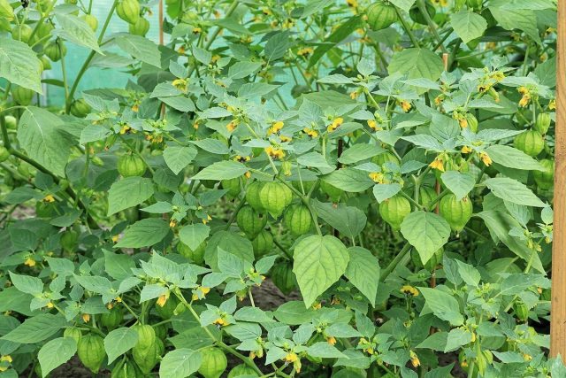 Физалис овощной (Physalis philadelphica), сорт «Томатилло» Физалис овощной (Physalis philadelphica), сорт «Томатилло»