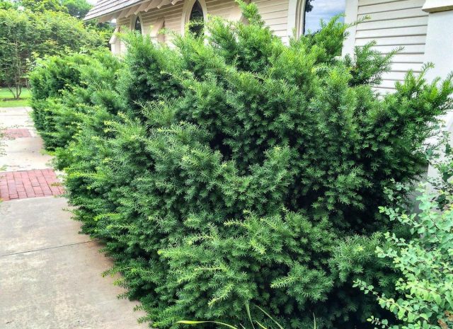 Тис остролистный, или японский (Taxus cuspidata) Тис остролистный, или японский (Taxus cuspidata)