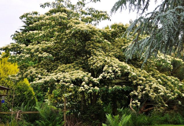 Дерен альтернифолия, или пагода (Cornus alternifolia) Дерен альтернифолия, или пагода (Cornus alternifolia)