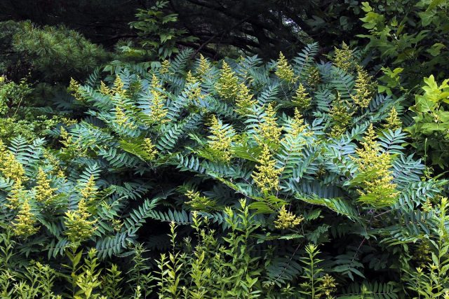 Сумах гладкий (Rhus glabra) Сумах гладкий (Rhus glabra)