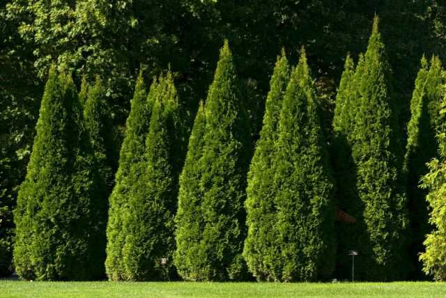 Туя западная (Thuja occidentalis) Туя западная (Thuja occidentalis)