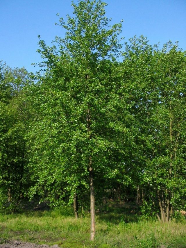 Черная ольха (Alnus glutinosa) Черная ольха (Alnus glutinosa)