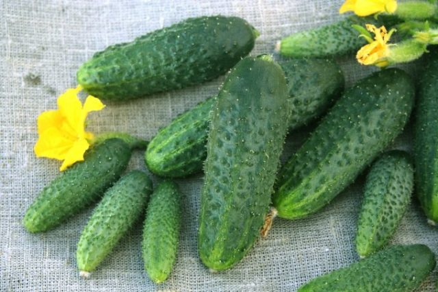 Самый красивый корнишон — «Мурашка» Самый красивый корнишон — «Мурашка»