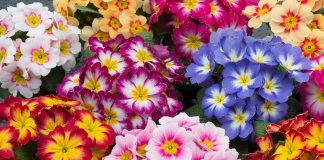 Разнообразие примулы