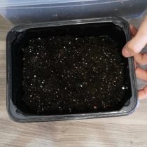 Выкладываем подготовленный грунт в емкость для рассады Выкладываем подготовленный грунт в емкость для рассады