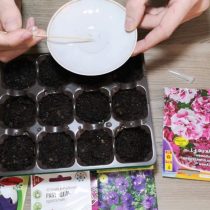 Подцепляем деревянной шпажкой семена петунии Подцепляем деревянной шпажкой семена петунии