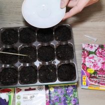 Высеваем семена петунии на торфяные таблетки Высеваем семена петунии на торфяные таблетки