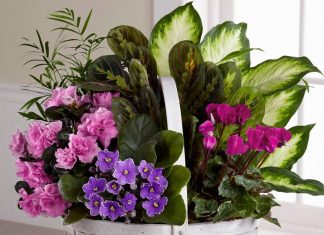 Цветочная композиция на подоконнике