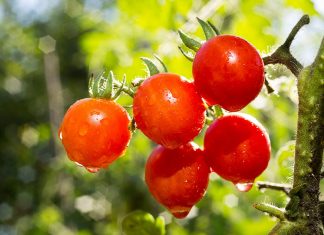 Помидоры на рассаду — Что? Где? Когда?