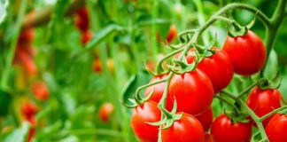 Почему так важно применять биопрепараты