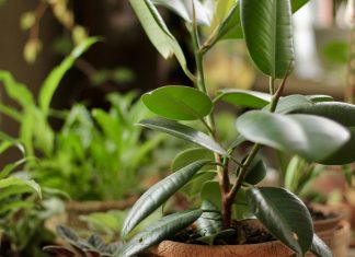 Профилактика вместо экстренных мер — как защитить комнатные растения