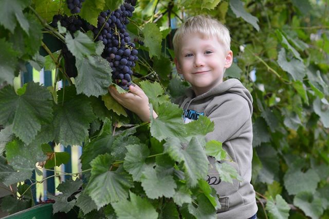 Зимостойкие сорта винограда от фирмы «Поиск»