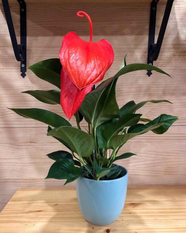 Антуриум Шерцера (Anthurium scherzerianum) Антуриум Шерцера (Anthurium scherzerianum)