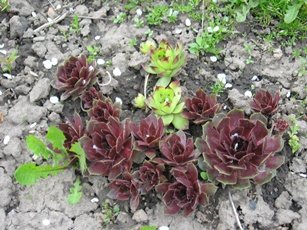 №3 Хамелеон бордовое