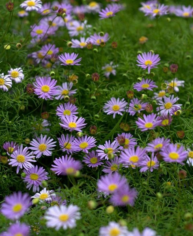 Брахикома иберисолистная (Brachyscome iberidifolia) Брахикома иберисолистная (Brachyscome iberidifolia)