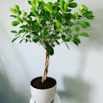 Фикус микрокарпа (Ficus microcarpa), сорт «Мокламе» (Moclame) Фикус микрокарпа (Ficus microcarpa), сорт «Мокламе» (Moclame)