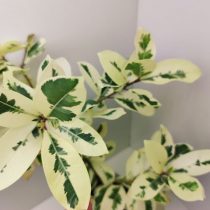 Фикус микрокарпа (Ficus microcarpa), сорт «Альбомаргината» (Albomarginata) Фикус микрокарпа (Ficus microcarpa), сорт «Альбомаргината» (Albomarginata)