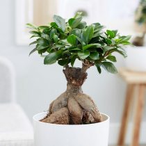 Фикус микрокарпа (Ficus microcarpa), сорт «Гинсенг» (Ginseng) Фикус микрокарпа (Ficus microcarpa), сорт «Гинсенг» (Ginseng)