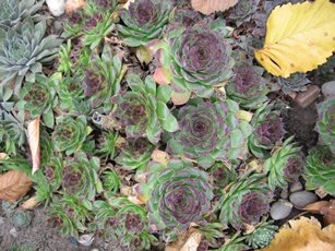 №6 георгиновидное