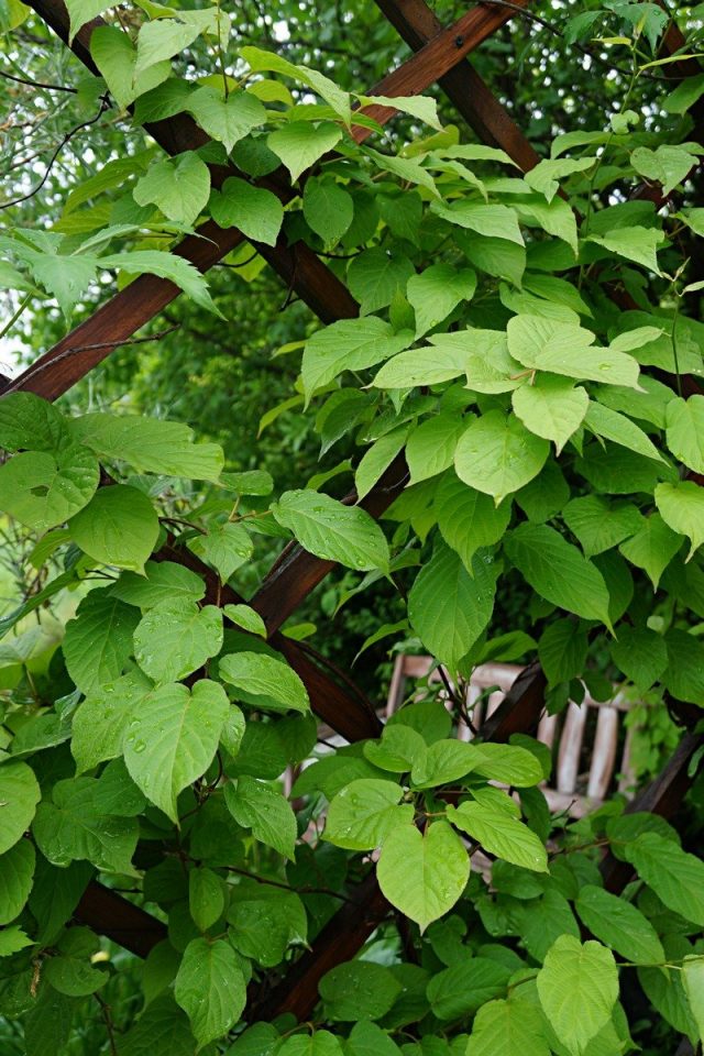 Актинидия коломикта (Actinidia kolomikta) Актинидия коломикта (Actinidia kolomikta)
