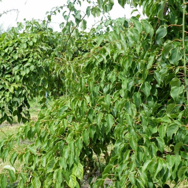 Актинидия аргута (Actinidia arguta) Актинидия аргута (Actinidia arguta)