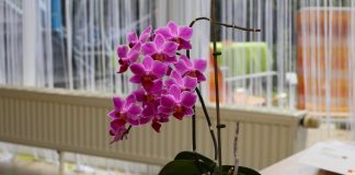 Какую орхидею выбрать для дома?