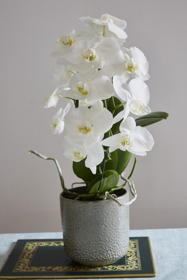 Фаленопсис (Phalaenopsis) Фаленопсис (Phalaenopsis)