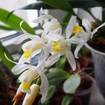 Целогины (Coelogyne) Целогины (Coelogyne)