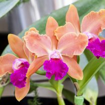 Каттлея (Cattleya) Каттлея (Cattleya)
